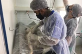 Ibram-DF vai abrir 2,5 mil vagas para castração de cães e gatos