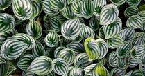 Peperômia melancia: saiba como cuidar da planta que é sucesso no décor