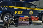 Mulher com 50 kg de maconha na mala é presa em ônibus na BR-040