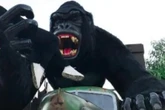 Criança fica em estado grave ao cair de atração no Beto Carrero World