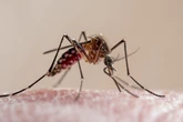 Mosquito CLT? Saiba curiosidades sobre o temido Aedes aegypti