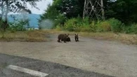 Romania, i tre cuccioli dell’orsa uccisa dopo la morte del motociclista italiano saranno catturati