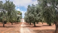 Dalla Xylella alla rinascita: così gli ulivi colpiti dall’epidemia diventano oggetti tech