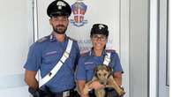 Cagnolina salvata dai carabinieri, vagava sotto il sole su una provinciale della Bergamasca