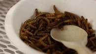 Insetti da mangiare, lo stand a Tuttofood: "Boom di ordini, ma la grande distribuzione ci taglia fuori"