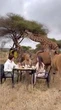 Africa, la colazione di Federica Panicucci tra le giraffe accende la polemica