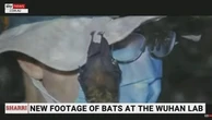 Wuhan, pipistrelli vivi nel laboratorio. Un video di "Sky News Australia" riaccende il dibattito