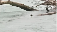Due ragazzi inghiottiti dal Brenta: stavano giocando a calcio sulla riva del fiume