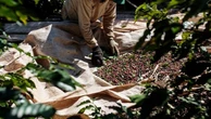 Il prezzo del caffè decolla sui mercati tra siccità e tensioni