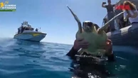 Ancona, tornano in mare due tartarughe marine: la posa "pronta al tuffo" e il buffo rullo di zampe