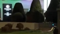 Varsavia, robot umanoide insegue i cinghiali, gli urla "Andatevene!" in polacco e li mette in fuga