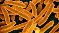 Creata in laboratorio la prima forma di vita inattaccabile dai virus