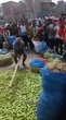 India, raccolto pagato troppo poco: l'agricoltore esasperato lo distrugge