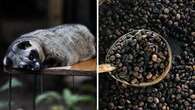 Ecco come nasce il caffè luwak, il più raro e costoso del mondo