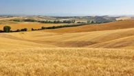I frutti dell’agricoltura rigenerativa: lanciato sul mercato il primo biscotto