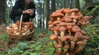 Cercatore di funghi muore durante un’escursione nei boschi della Valtellina: Angelo Del Nero aveva 75 anni