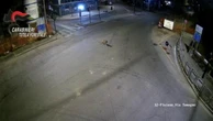 Torna il lupo a Varese, avvistato un esemplare in città. Gli esperti: "Segnalazioni sempre più frequenti anche in pianura e in collina"