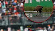 Hamilton investe e uccide una marmotta, Ferrari danneggiata