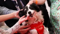 Palm dog, vince il cane Panda del film islandese “The love that remains”