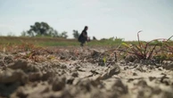 Delta del Po, la grande invasione: il mare risale la corrente e contamina l'acqua del fiume