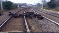 Capre sui binari, treni rallentati sulla linea Milano-Genova