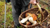 Boschi pieni di funghi e cercatori: un giovane aggredito nel suo terreno per questione di porcini