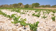 Vigna Pianali, il Bolgheri del magnate Alejandro Bulgheroni debutta sul mercato