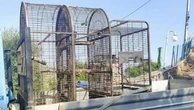 Cani, gatti, pappagallini, pecore, 400 animali tra i rifiuti, sequestrati in una villa a Sanremo