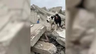 Venezuela: Tsunami, il border collie che ha salvato decine di persone intrappolate sotto le macerie