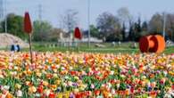 Riaprono i campi di tulipani "u pick": in Lombardia è iniziata la primavera