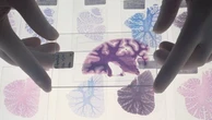 Scoperto il gene che rende il cervello umano così grande