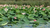 I fiori di loto? Belli ma infestanti. Parco delle Groane, via alla rimozione: "Danni all'ecosistema"