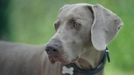 Oggi è la Giornata internazionale del cane: “Adottarne uno per cambiare la propria vita”