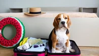 Vacanze: cresce la domanda di esperienze di viaggio inclusive per gli animali da compagnia