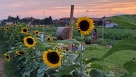 Riaperti i campi di girasoli della Lombardia: "Anche Van Gogh qui sarebbe entusiasta"