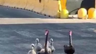 I cigni e i loro piccoli finiscono nel traffico di via Olgettina: salvati e portati all'Idroscalo