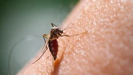 Contro la dengue "infettate" le zanzare che trasmettono la malattia