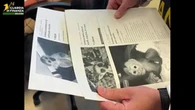 Scimmie, lemuri e procioni in vendita online. La Finanza: “Specie protette, è una truffa”