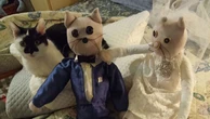 Al Crazy Cat Café va in scena “Miaociottoli”: i 44 gatti dell'artista milanese Anna Cominotti