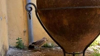 La gabbianella e l’orcio, al Museo di Salerno un cucciolo ferito attende di saper volare: “La nostra mascotte”