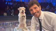 Gennarino, la star di Affari tuoi: il cane voluto da Stefano De Martino già star con Rocco Schiavone