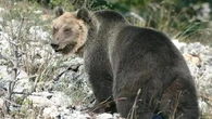 Orsi, gip di Trento riapre l'indagine sulla morte di M62 e di un cucciolo