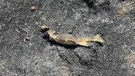 Canada, un pesce caduto dal cielo colpisce i cavi della linea elettrica e provoca un incendio