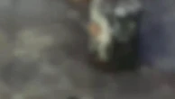 Nolo, lancio di bottiglie contro i residenti che protestano per i rumori alle cinque del mattino