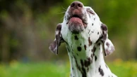 Covid: nuovo coronavirus in Malesia, forse origine nei cani