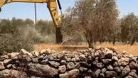 Cisgiordania, bulldozer israeliani sradicano 3mila ulivi secolari: "Miglioriamo le difese"