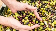 Dalla filiera tracciata all’impronta carbonica: come si ottiene un olio 100% sostenibile
