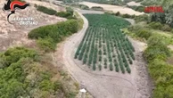 Oristano, scovata una piantagione di Cannabis grande come un vigneto