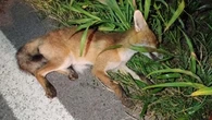 “C’è una volpe in difficoltà”: l’animale salvato dalla polizia metropolitana a Buscate