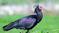 Uccisi due rari esemplari di ibis eremita in Valtellina: denunciato un uomo di Dubino